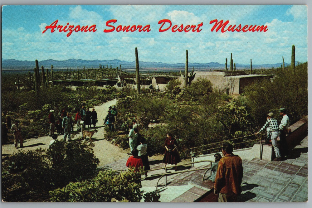 Arizona Tucson Sonora Desert Museum Unposted Chrome Postcard