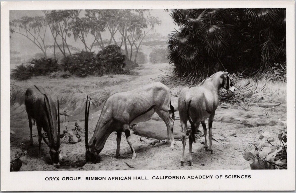 SAN FRANCISCO Photo RPPC Postcard CALIFORNIA ACADEMY OF SCIENCES 