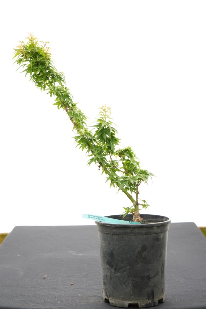 Acer palmatum 'Goshiki kotohime' Japanese Maple 1 Gallon-image