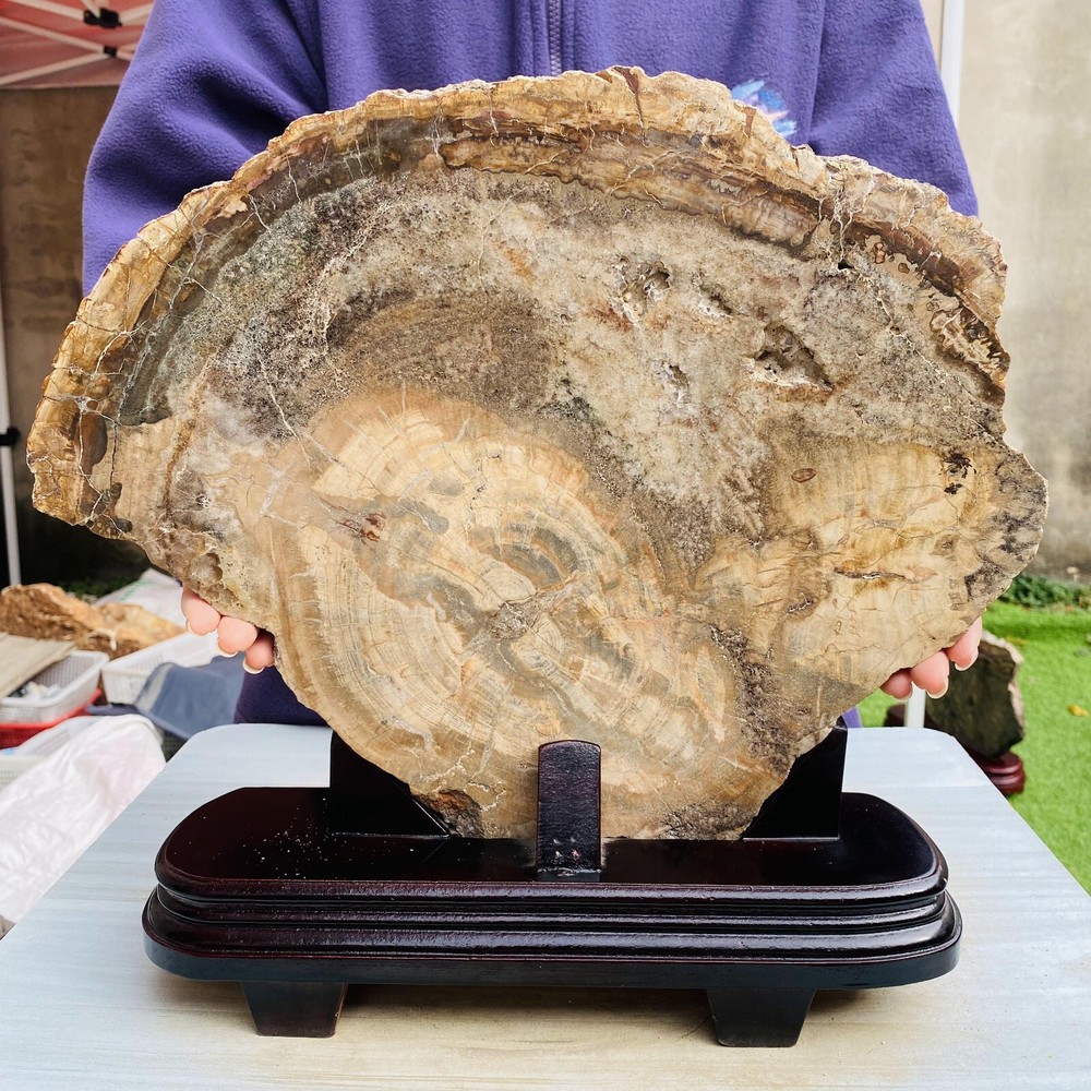 Large 6580g Natural Petrified Wood Slab Crystal Healing Mineral with Display Stand