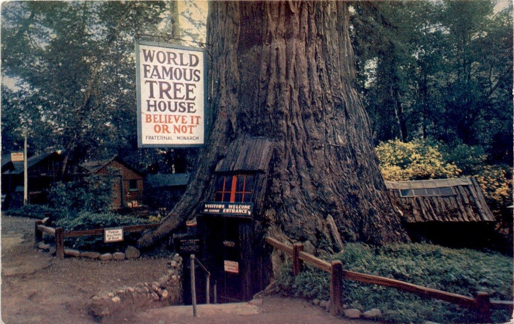 TREE HOUSE PARK, Laytonville, Redwood Highway, CALIFORNIA, Ketner News Postcard