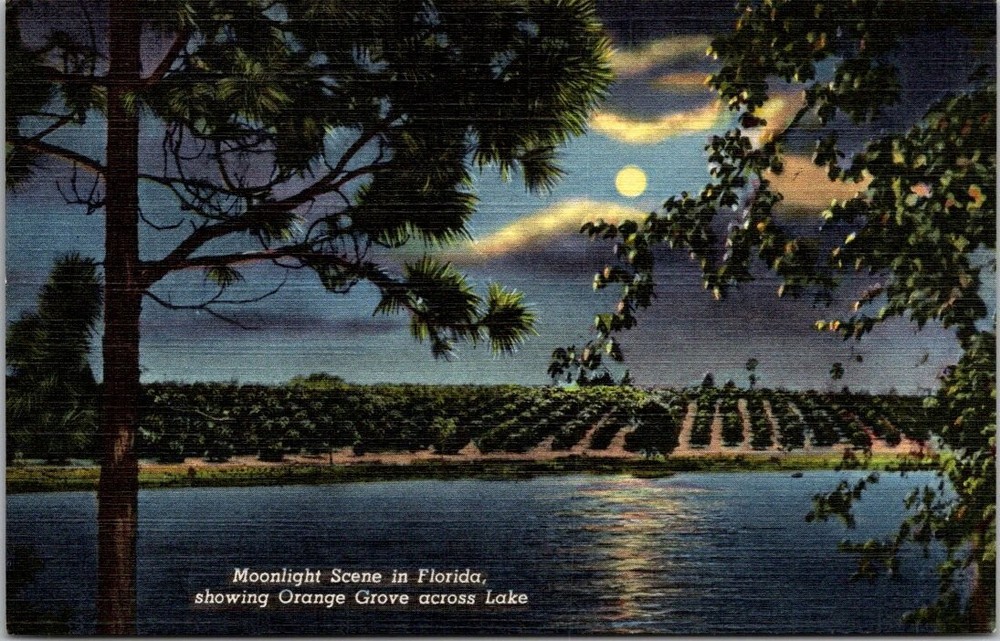 Vintage Florida Moonlight Orange Grove Lake Curteich Linen Postcard 1940s
