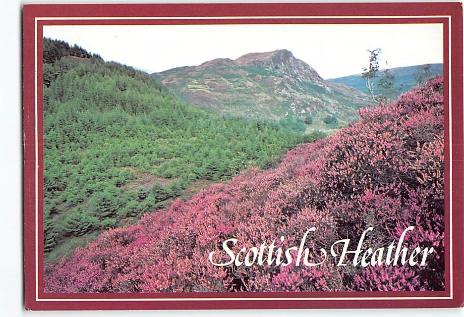 Postcard Scottish Heather Scotland
