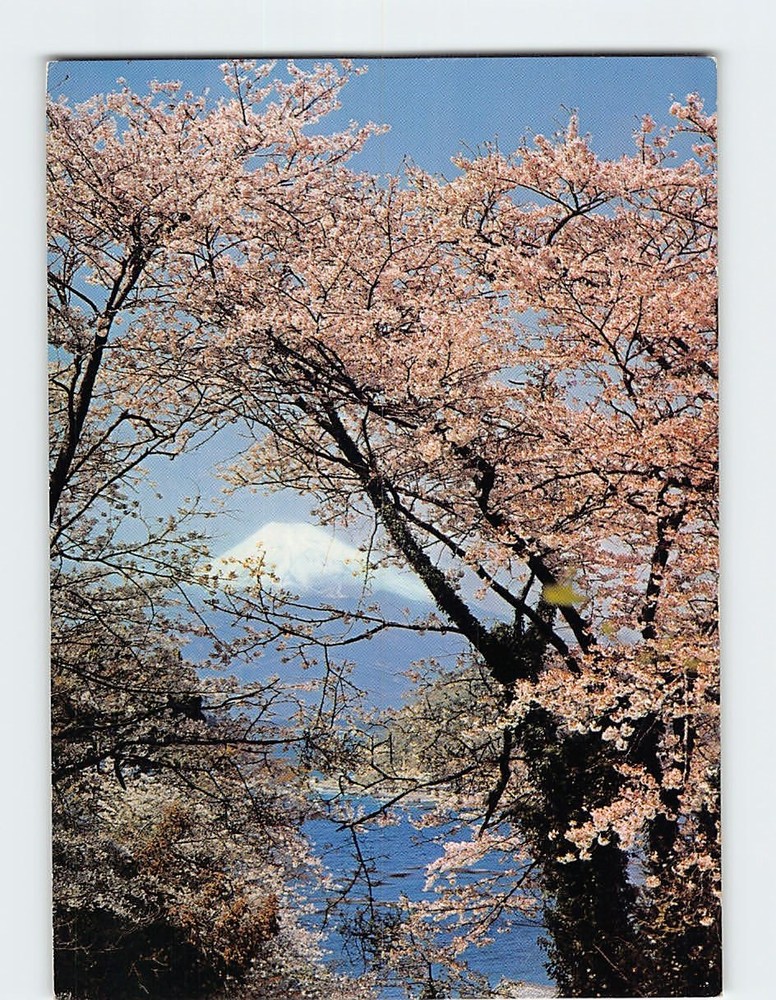 Postcard Mt. Fuji & Cherry Blossoms Japan