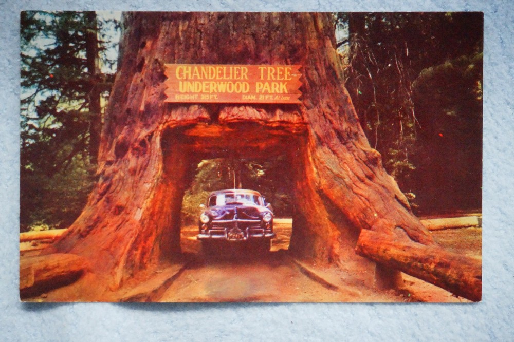 Chandelier Drive Thru Tree - Underwood Park - Redwood Highway, California