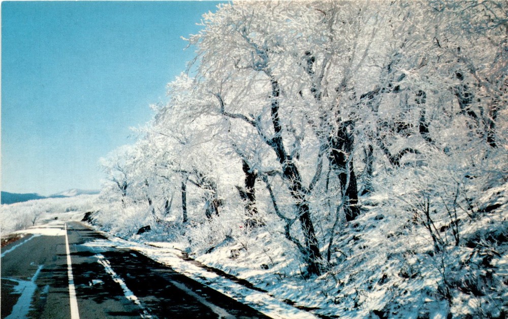 Blue Ridge Parkway, Mount Mitchell, Asheville, N. C. Postcard