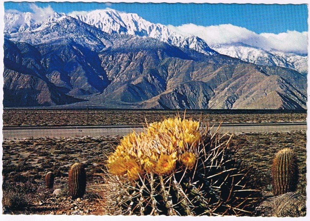 Postcard Springtime Contrast On The Desert Flower Giant Barrel Cactus