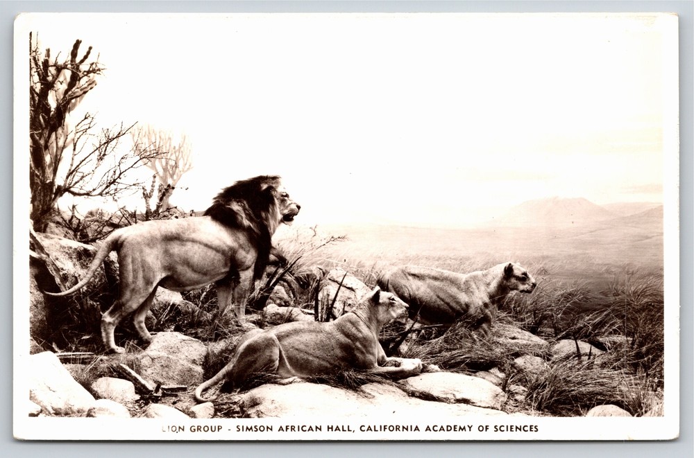 California Academy Of Sciences~Lion Group~Simson African Hall~RPPC~Real Photo PC-image
