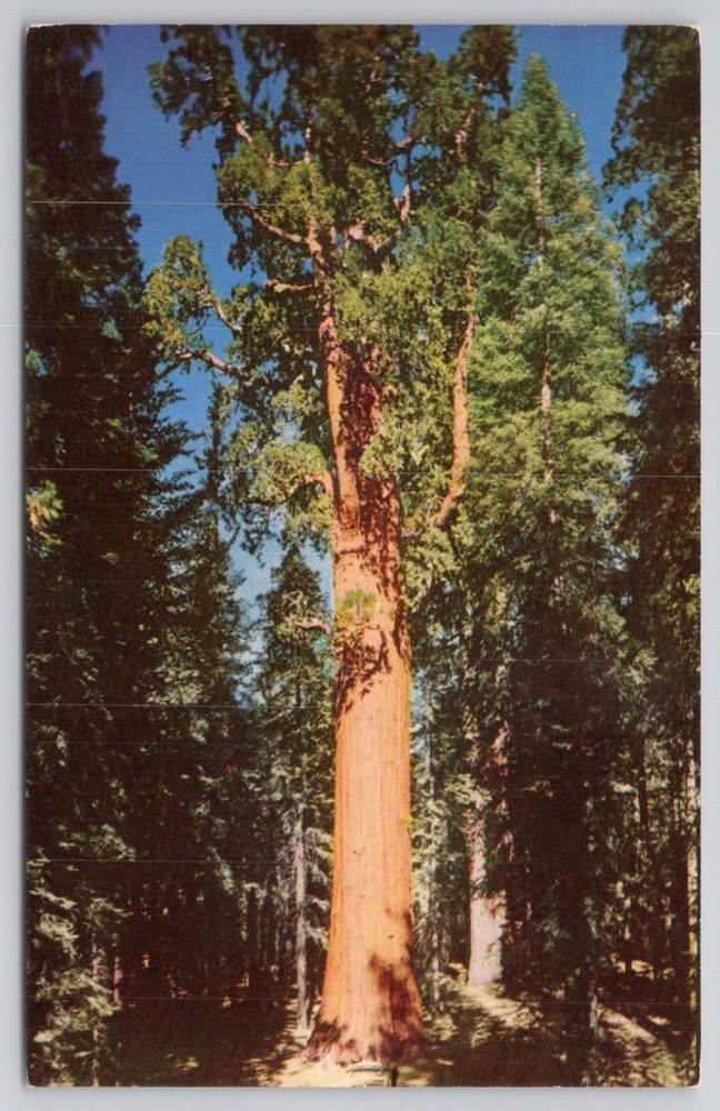 General Sherman Tree Sequoia National Park CA Vintage Lithogravure Postcard