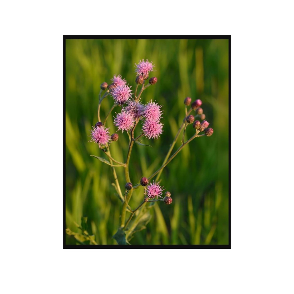 Pink Thistle Botanical Wall Art Poster – Floral Nature Print Home Decor