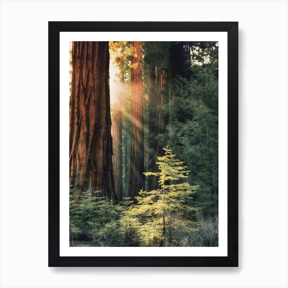 Redwood Forest Scenery Art Print Framed Wall Art Poster Canvas Print Picture