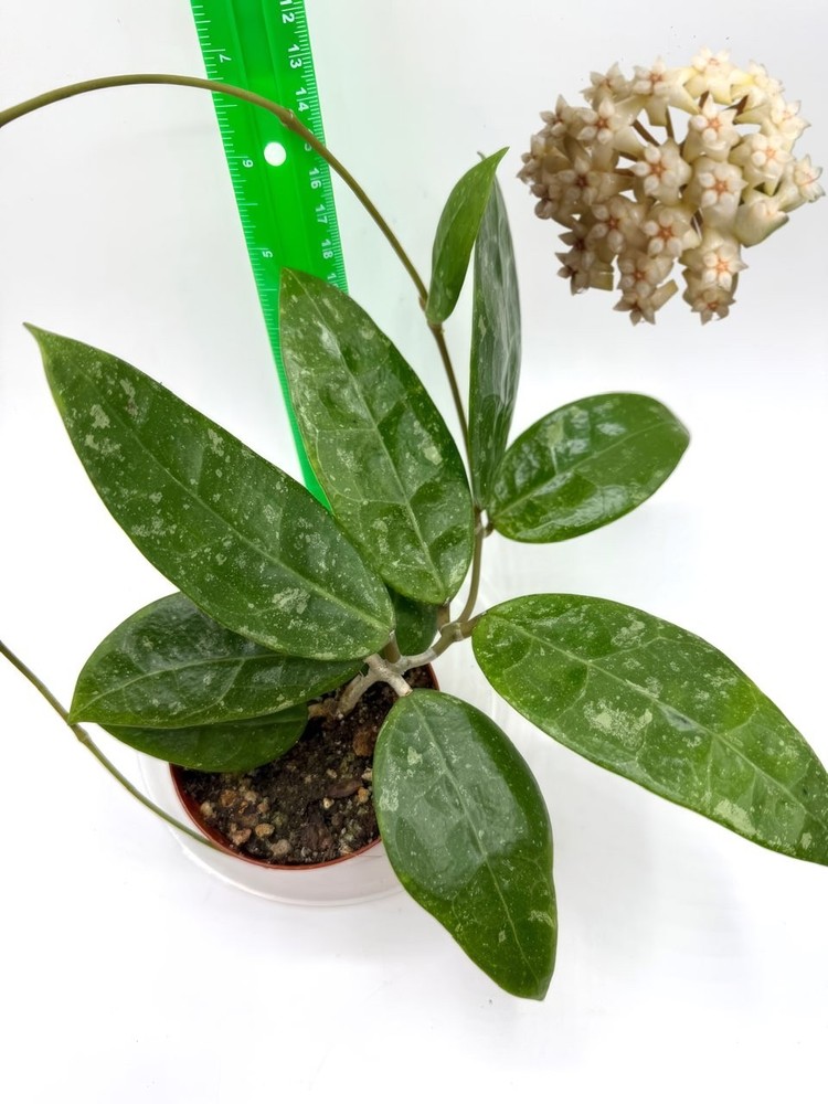 Hoya RHM 14-1 Well Rooted Established Plant