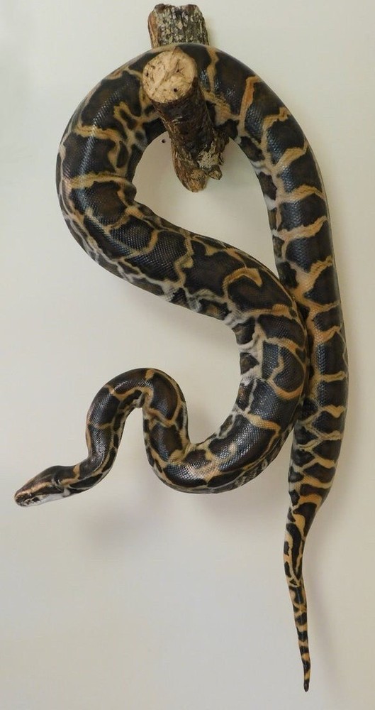 Realistic Burmese Python Life-Size Sculpture
