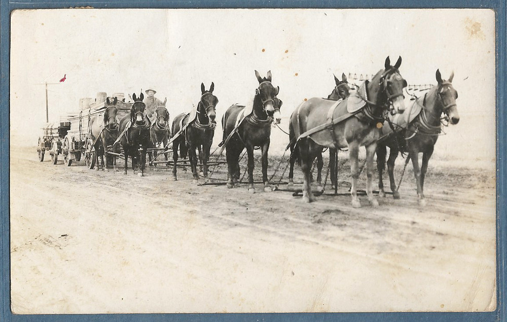 #1058 RPPC 1910 Postcard Mule Team Lumber Freight Wagon Coalinga Ca California