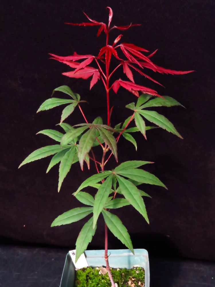 Seed-Grown Acer Palmatum 'Koto No Ito' Japanese Maple Tree 13 Inches Tall-image