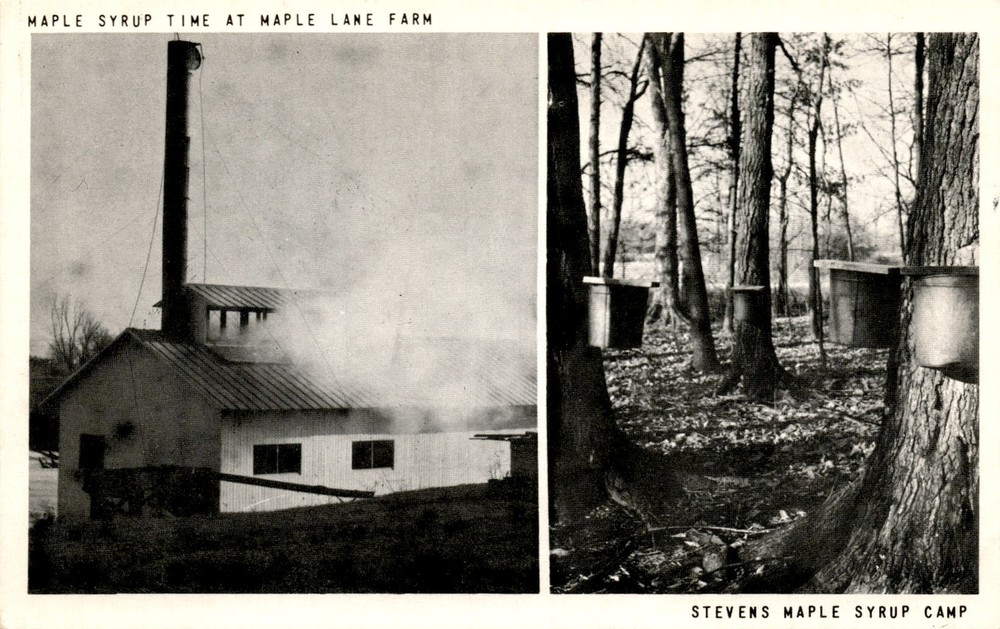 MAPLE LANE FARM, STEVENS MAPLE SYRUP CAMP, MT. Postcard