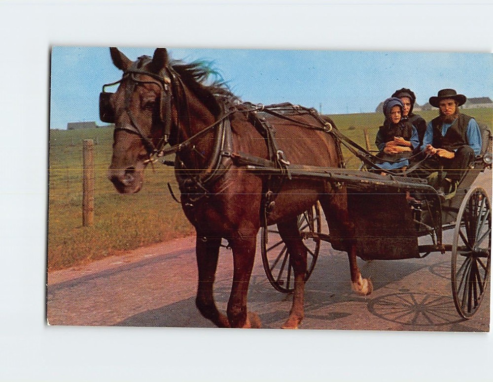 Postcard A Family Buggy The Amish Country Pennsylvania USA