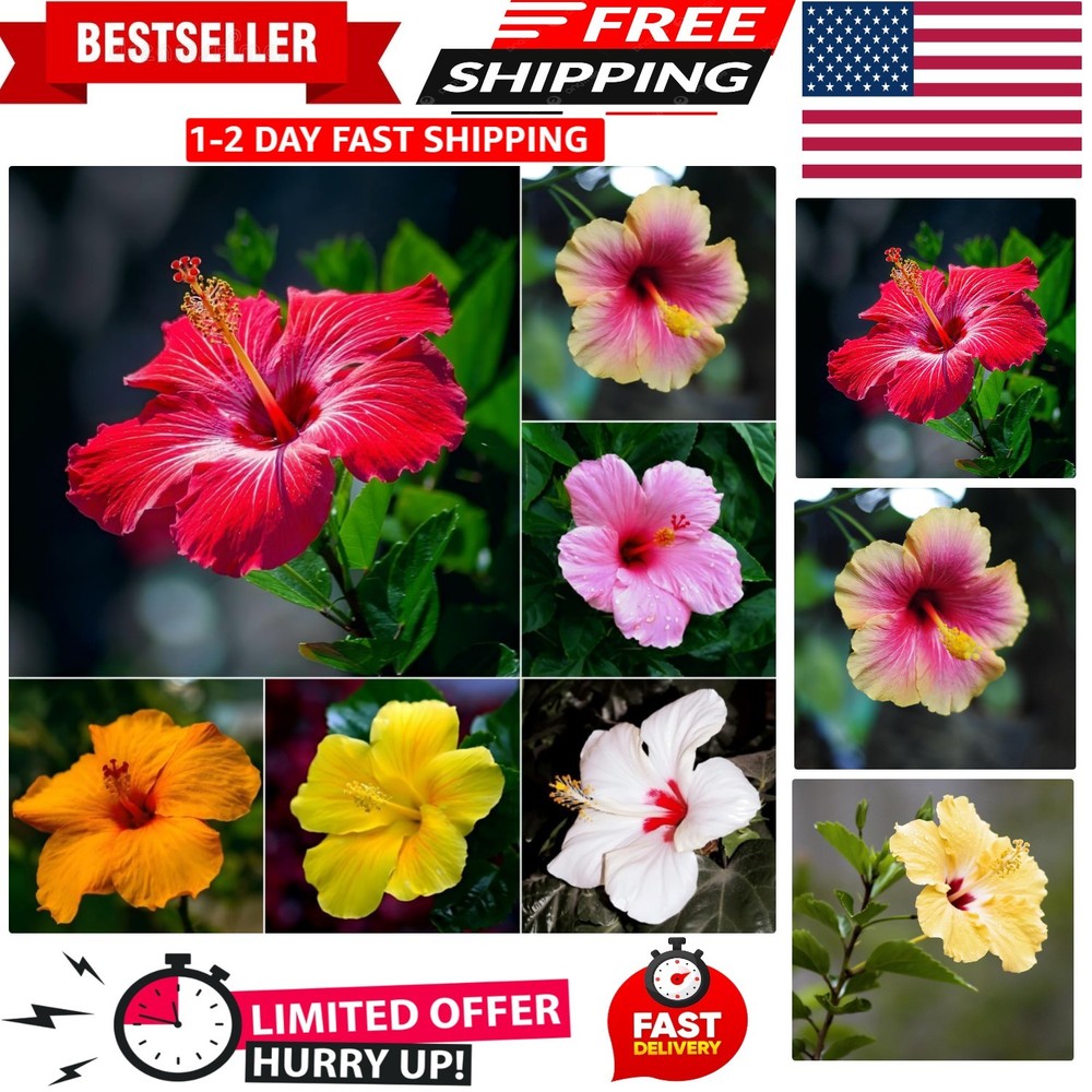 199+ Mixed Perennial Hibiscus Flower Seeds for Planting - Fresh Hardy Hibiscus E