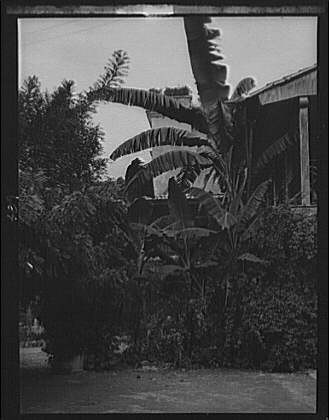 Photo:Travel views,plants,buildings,Cuba,Guatemala,Arnold Genthe,1899