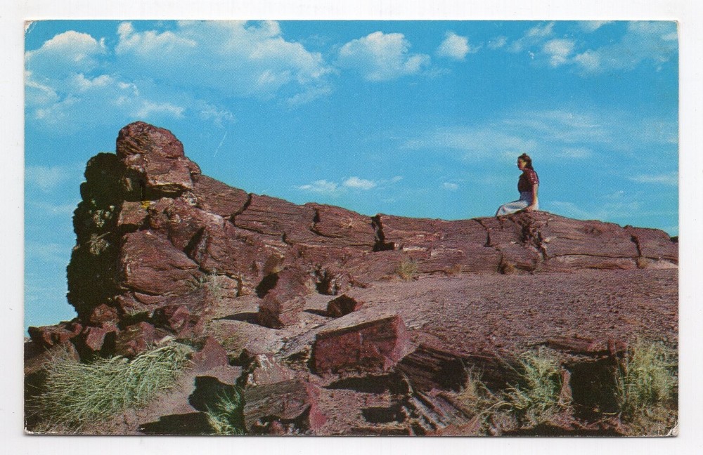 1960s? Chrome - CLOSEOUT - Old Faithful Log, Petrified Forest N M - Arizona