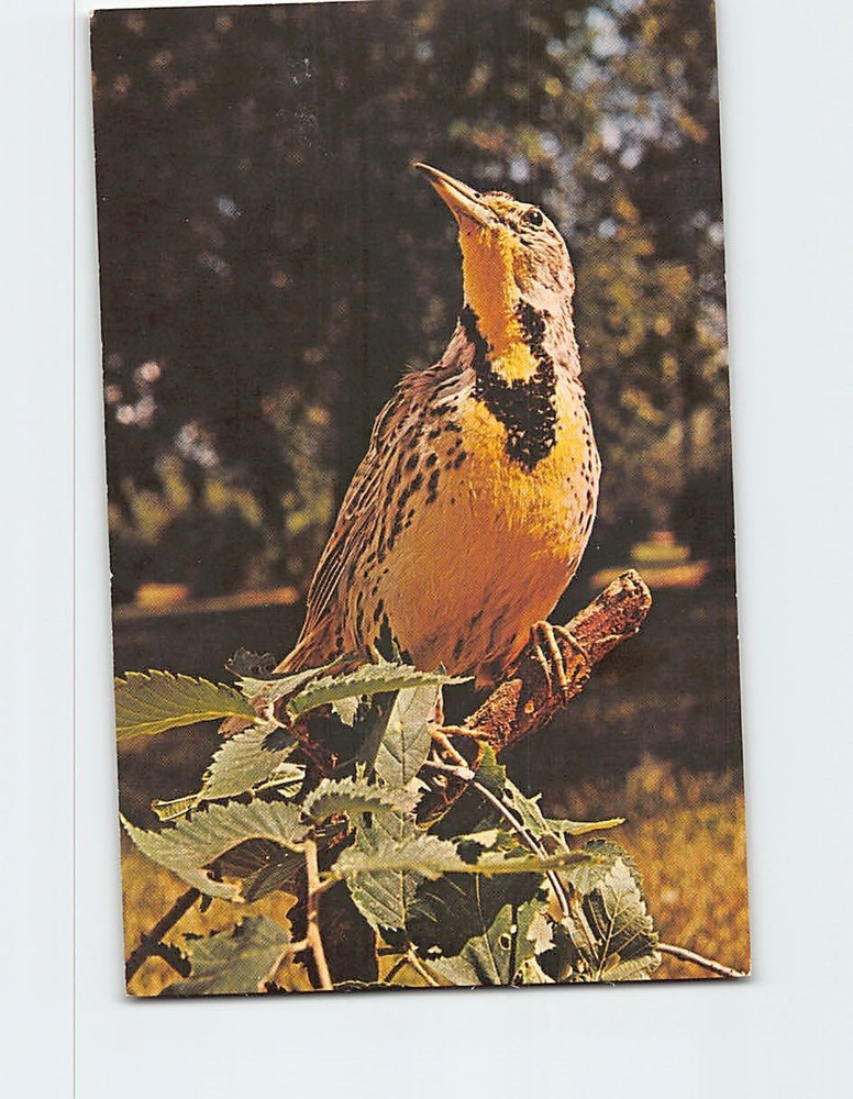Postcard Meadowlark State Bird of North Dakota USA