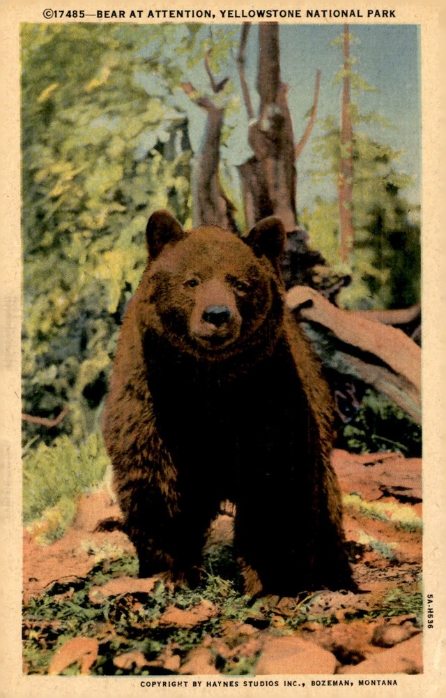 Bear at Attention, Yellowstone National Park Postcard
