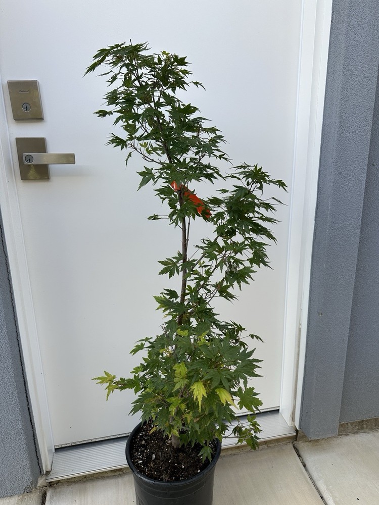 4 Gallon - Acer palmatum 'Bonsai' Japanese Maple-image