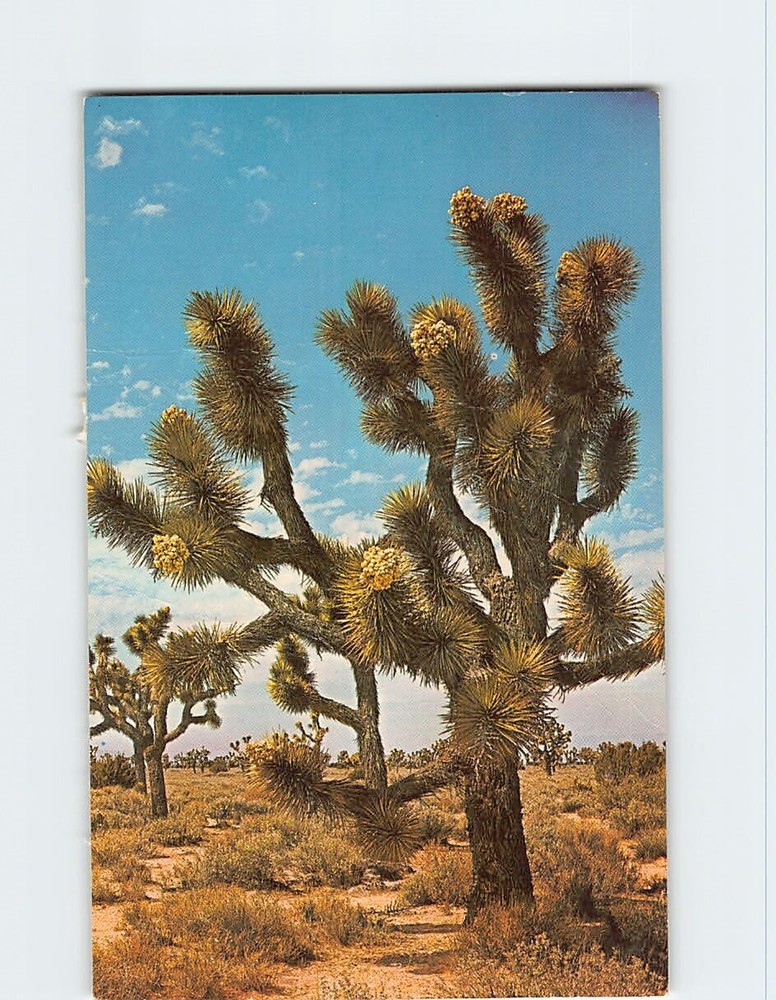 Postcard Joshua Tree Forest Desert near  Shields Date Gardens Indio California
