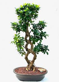 Green Emerald Ficus Bonsai Tree Live Fruiting Indoor Plant 36'' Tall Potted