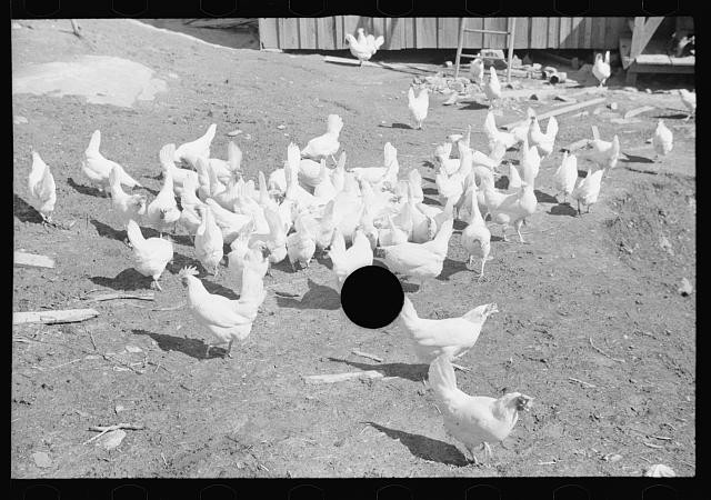 Photo:1930s White Chickens Poultry Farm Flock Yard Barnyard Photo