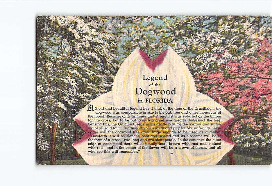 Postcard Legend of the Dogwood in Florida USA