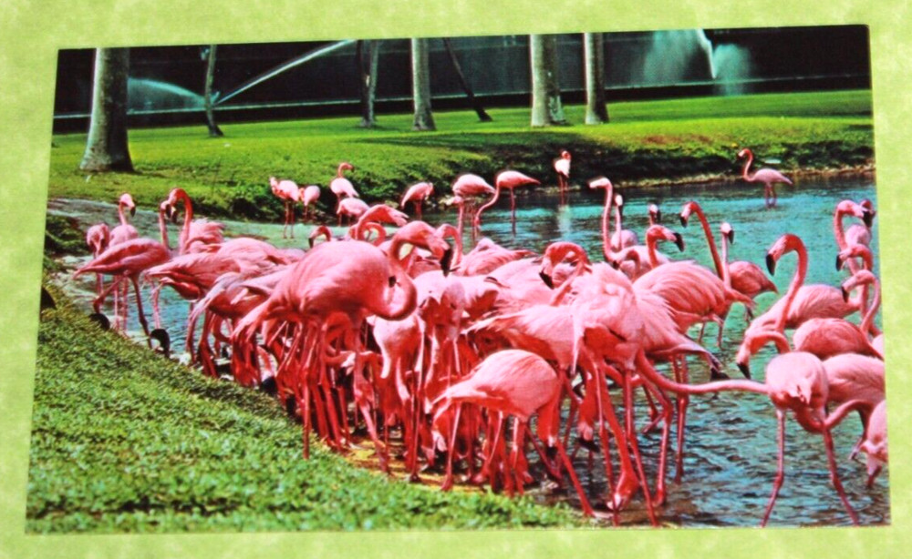 Vintage Souvenir Travel Postcard Flamingos Hialeah Race Course Florida