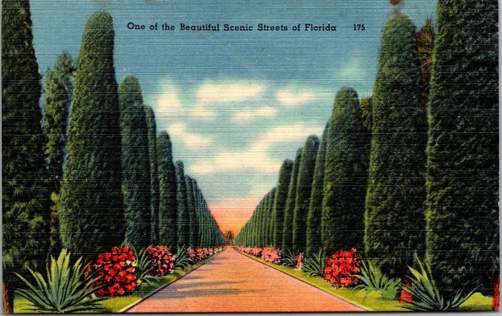 Vintage Florida Scenic Street Linen Postcard - Tichnor Bros. Australian Pines