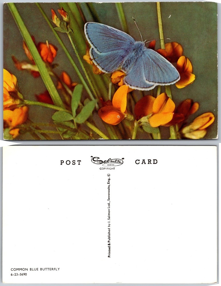 Common Blue Butterfly Postcard