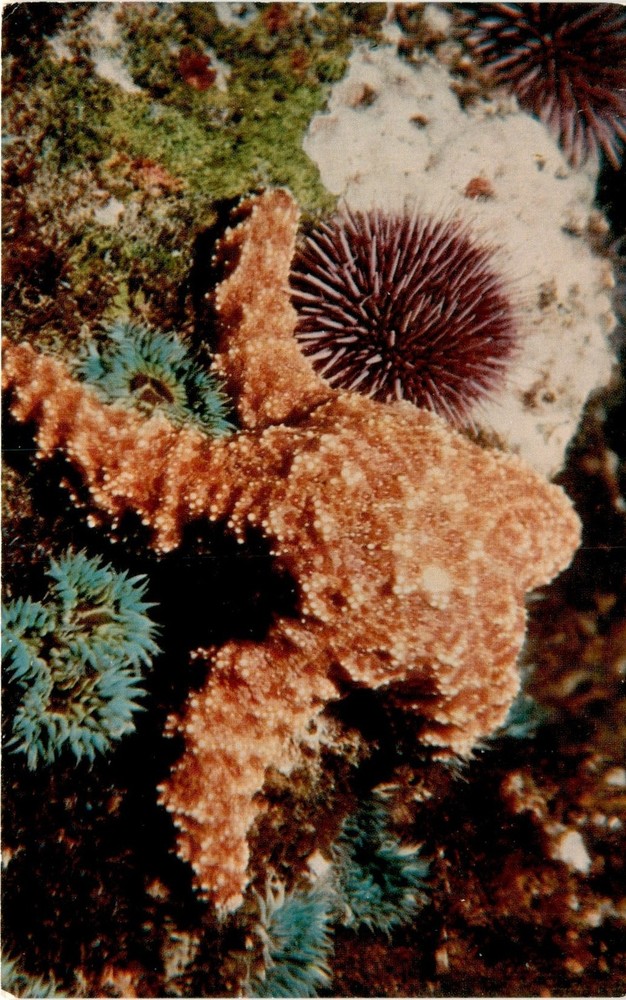 SCRIPPS INSTITUTION OF OCEANOGRAPHY, La Jolla, California, Pis Postcard