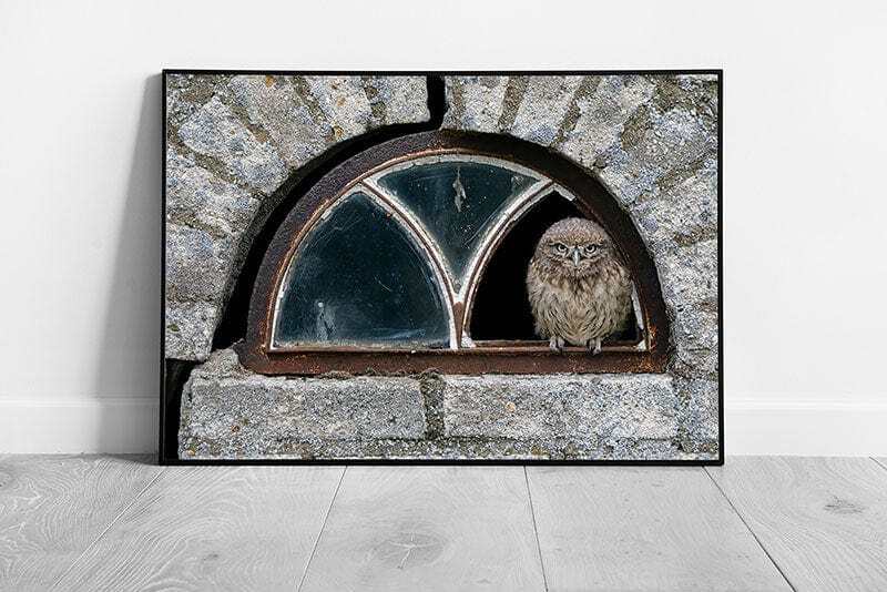 Curious owl peeks from broken window in abandoned Dutch house wall art  