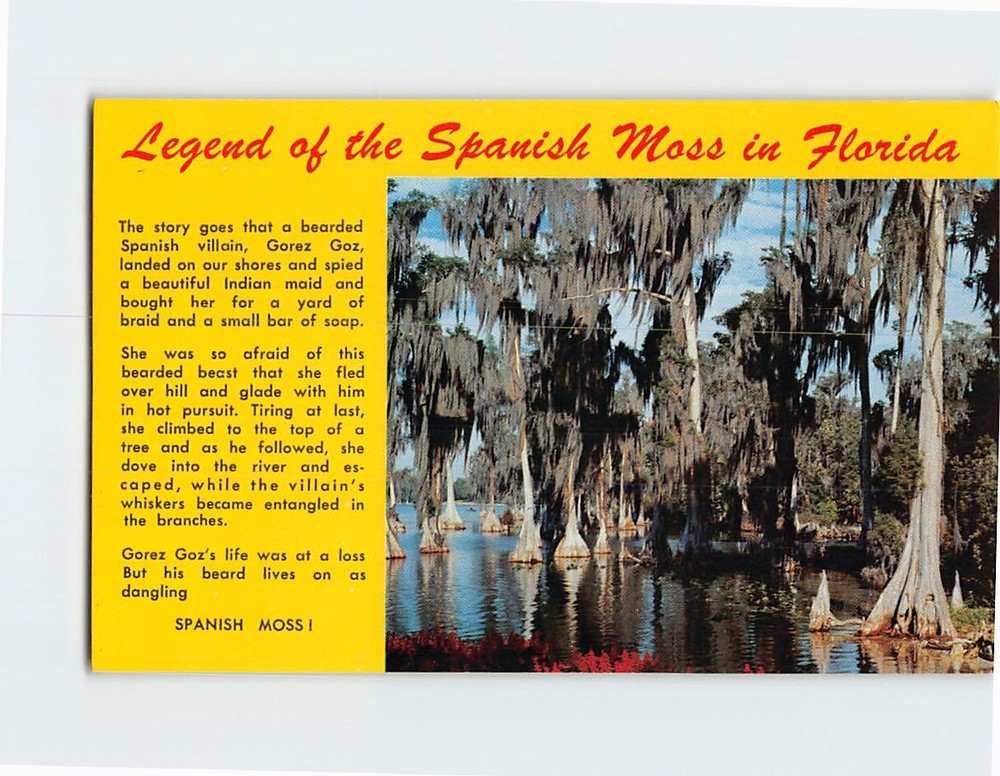 Postcard Legend of the Spanish Moss in Florida USA