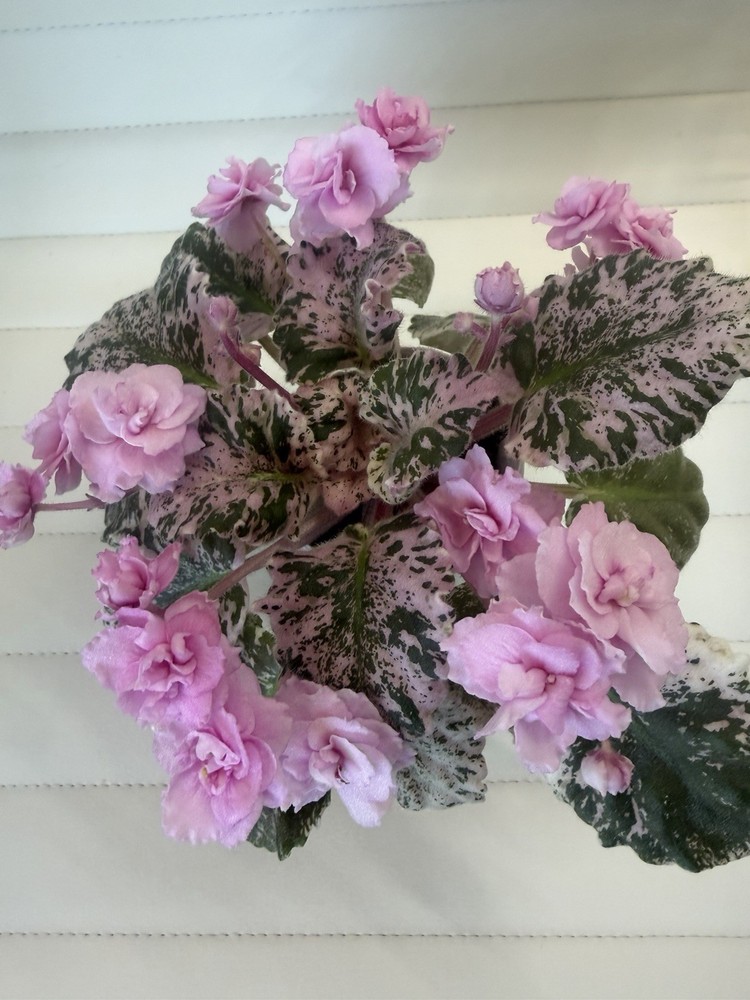 African Violet PLANT ~ Rose Bouquet Starter