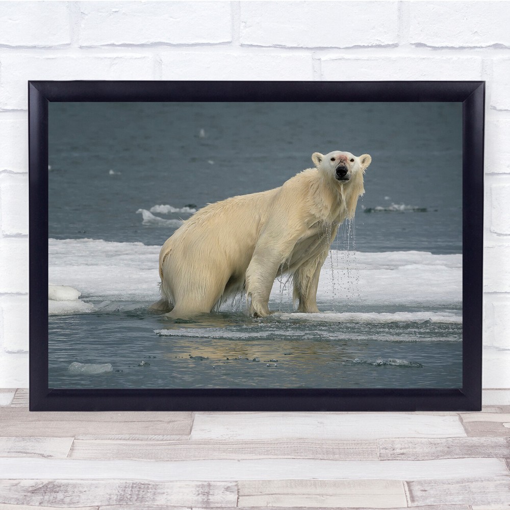 Polar Bear Arctic Water Ice Swimming Cold Wall Art Print