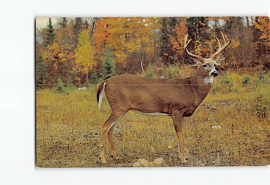 Postcard Deer in the Forest