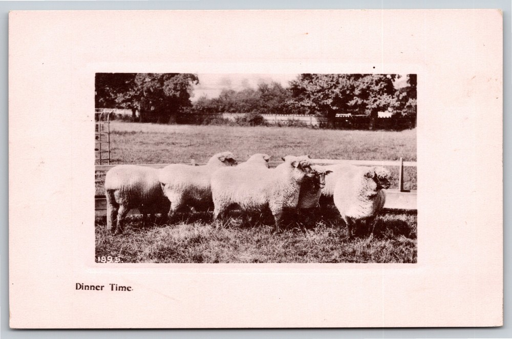 RPPC~Fat Woolly Sheep @ Trough~Dinner Time~Real Photo Postcard