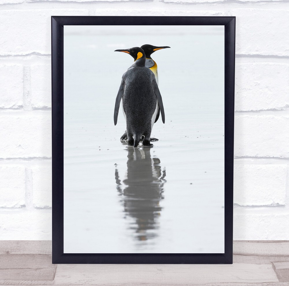 Look Left And Right Penguin Reflection wildlife Wall Art Print