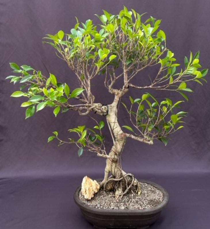 Retusa Ficus Bonsai Tree Live Curved Tired Branching Indoor Plant 28