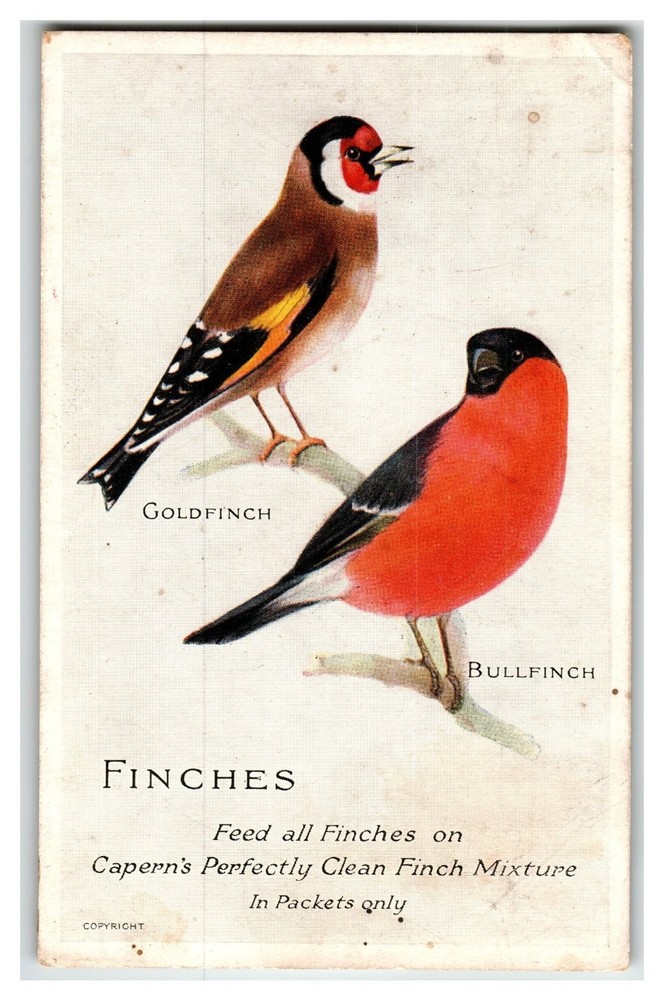 Vintage Capern's Bird Food Advertising Postcard - Goldfinch & Bullfinch Finches