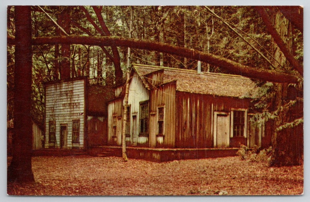 Vintage Mirro-Krome Postcard Big Trees Park Santa Cruz County California Resort