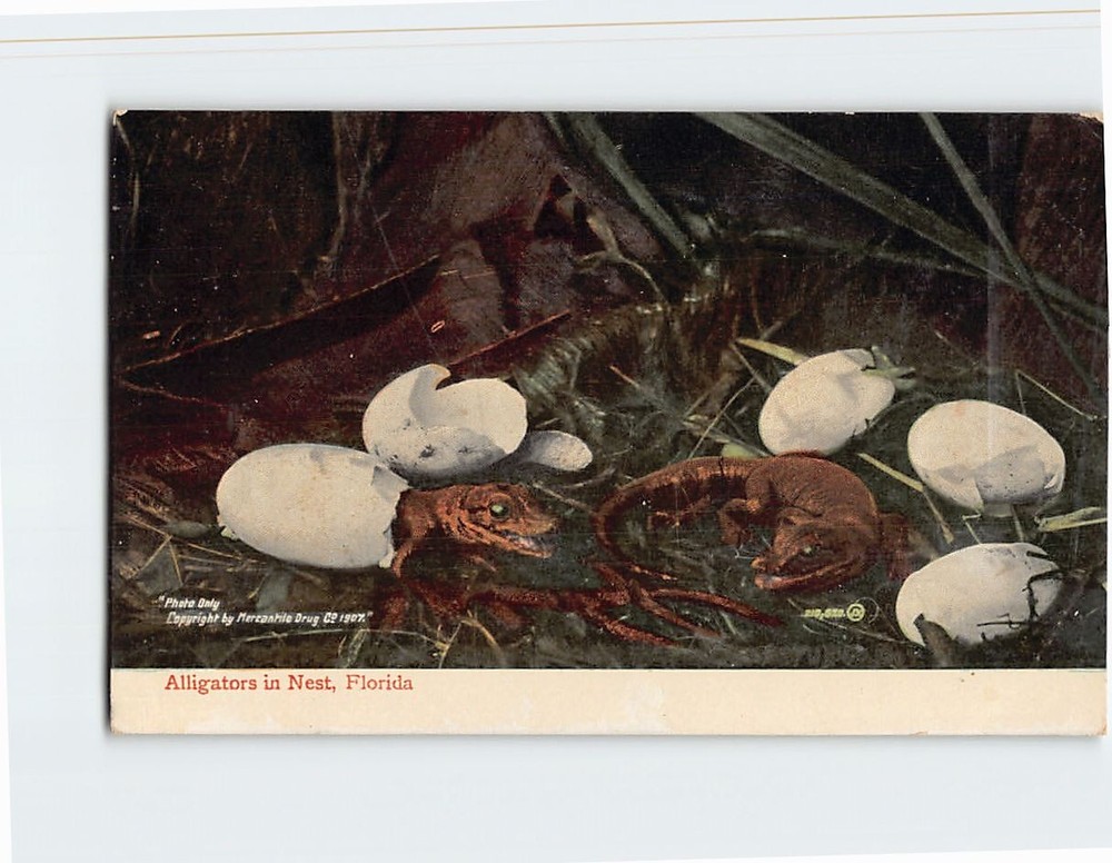 Postcard Alligators in Nest Florida USA