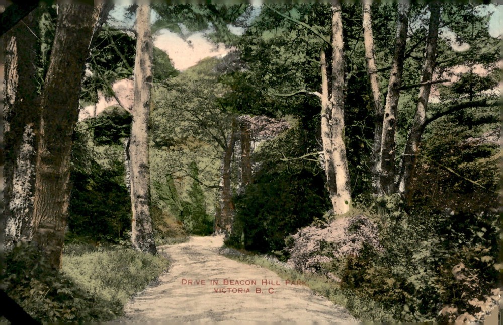 Beacon Hill Park Drive, Victoria, B.C. - 1900s Postcard