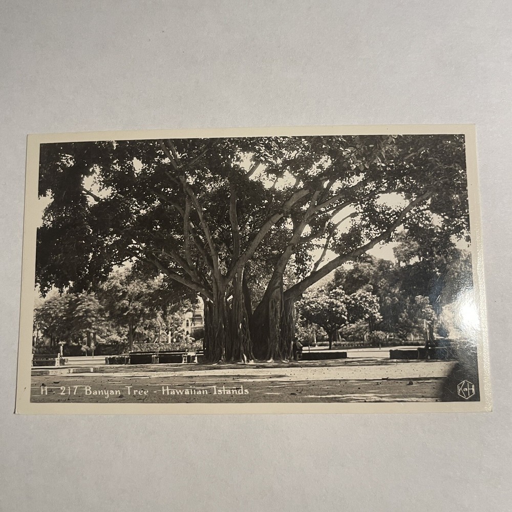 Hawaii HI Banyan Tree Real Photo Vintage Postcard