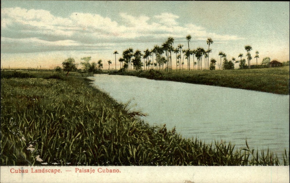 Cuban Landscape ~ palm trees stream ~ postcard UDB c1905 ~ sku851