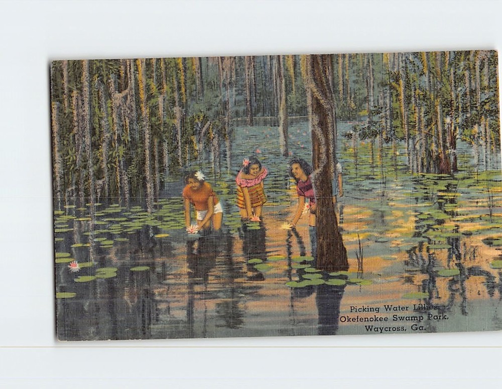 Postcard Picking Water Lilies Okefenokee Swamp Park Waycross Georgia USA